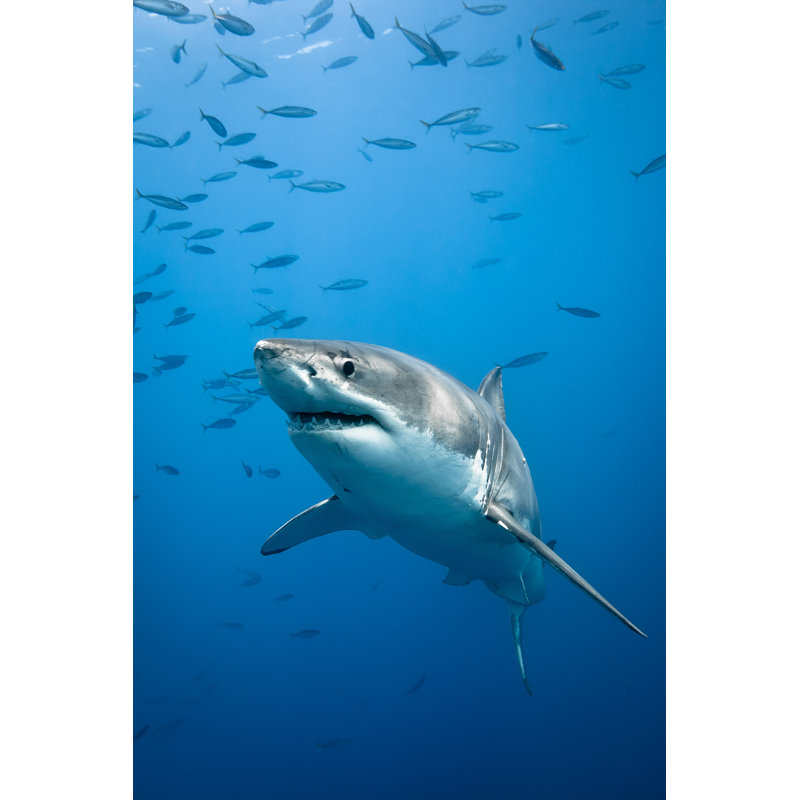 Great White Shark by Katya Havok - Wrapped Canvas Print, 91cm H x 61cm W x 3.8cm D
