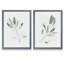 Simple sauge - ensemble de 2 reproductions d'art encadrées-1541205133-1578471020-1578471023