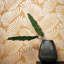 Mala Wallpaper-50900638