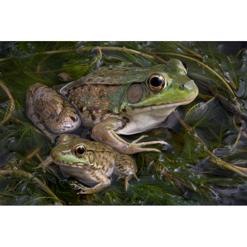Belfield Bullfrog - Wrapped Canvas Print, 30cm H x 46cm W x 3.8cm D