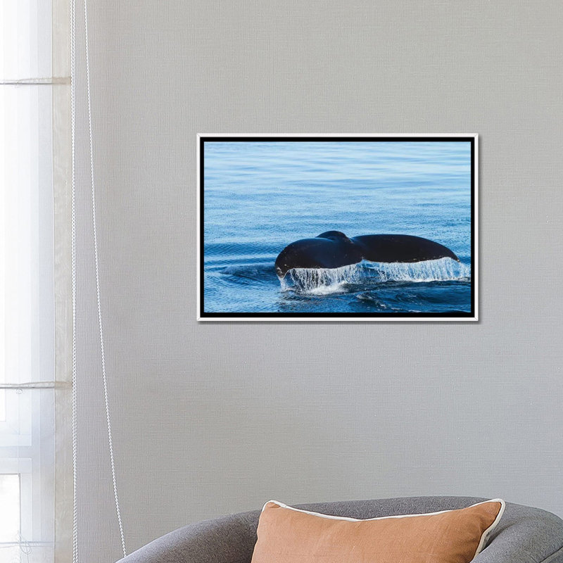 L'eau s'écoule d'une queue de baleine à bosse alors qu'elle se prépare à plonger, en Colombie-Britannique. par Brenda Tharp - impression d'art graphique