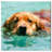 " Animals Cool Swim Buddy, Coastal Blue " by Oliver Gal-50963535-50963536