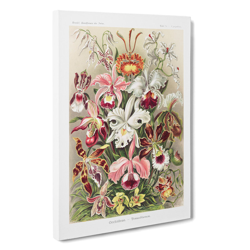 Orchids by Ernst Haeckel - Wrapped Canvas, 50cm H x 35cm W x 3cm D