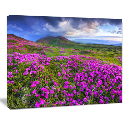 " Rhododendron Flowers In Mountains "