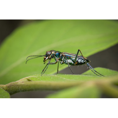 Hafeeza Tiger Beetle - Wrapped Canvas Print