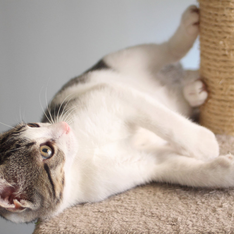 PETMAKER Cat Scratching Post - Scratcher Posts with Carpeted Scratch Pad Base and Perch - Furniture Scratching Deterrent for Indoor Cats