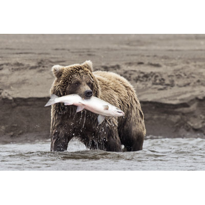 Coastal Brown Bear With Catch by Stuckreed - Wrapped Canvas Print