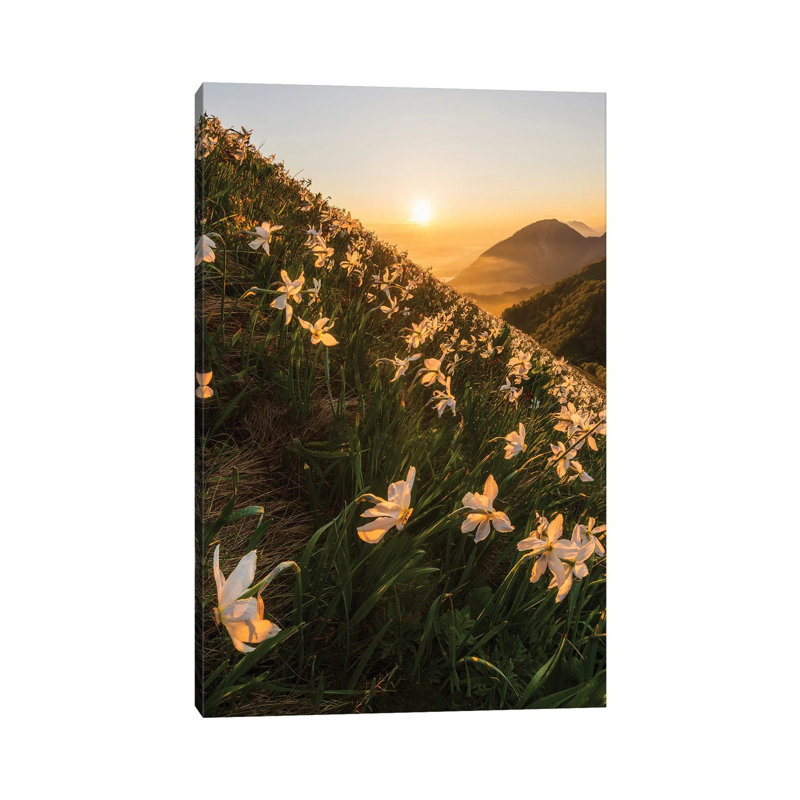 Daffodils by Ales Krivec - Wrapped Canvas Print, 45.72cm H x 30.48cm W x 1.91cm D