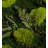 3.5'' Moss Plant in Wood Freestanding