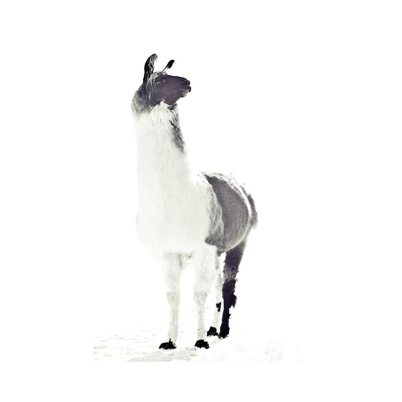 Fluffy Llama Monika Strigel Animals by Monika Strigel - Wrapped Canvas Print, 66.04 cm H x 45.72 cm W x 1.91 cm D