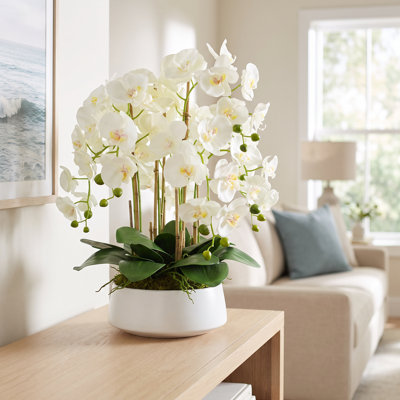 Arrangement d'orchidées Joellen
