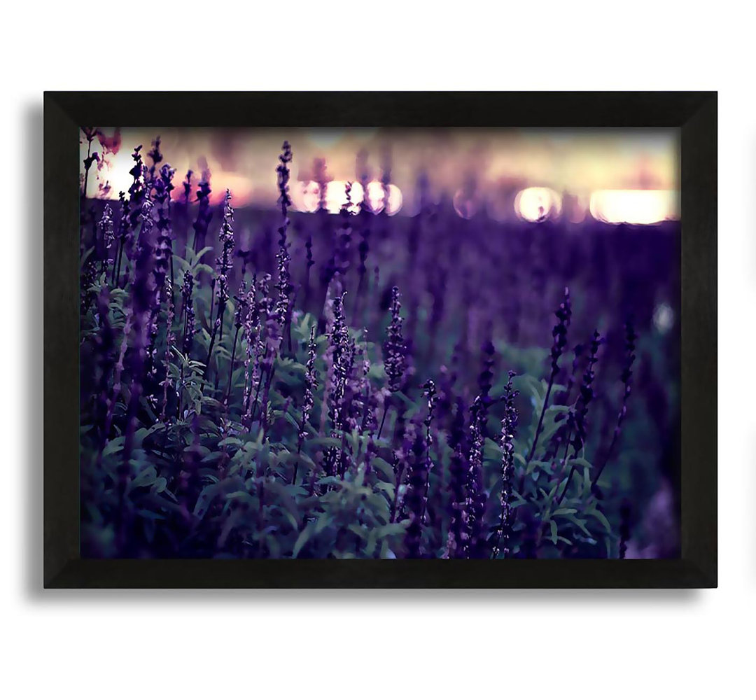 Gerahmtes Leinwandbild Lavender