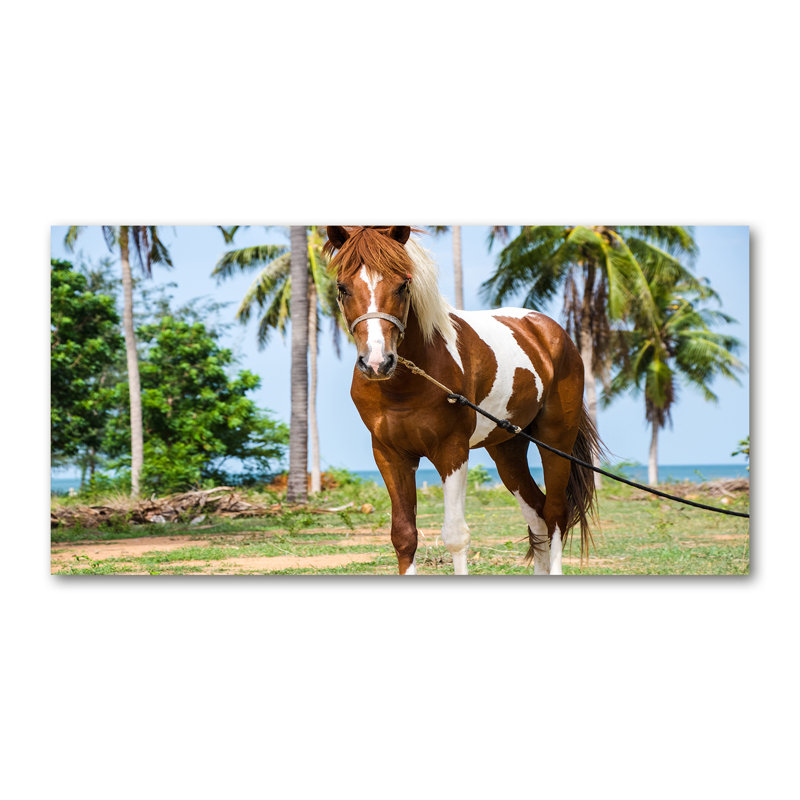 Pinto Horse - Wrapped Canvas Print
