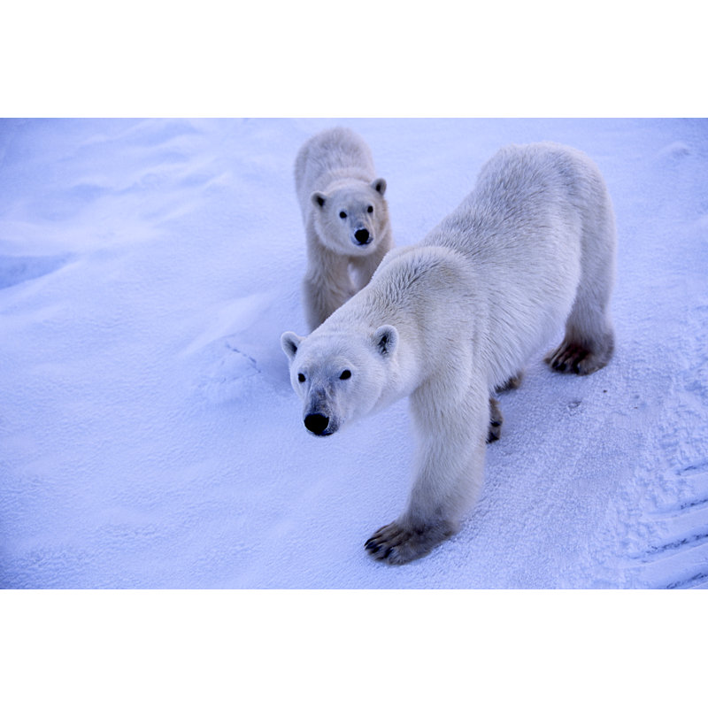 Polar Bear Mother And One Cub by Gomezdavid - Wrapped Canvas Print, 81cm H x 122cm W