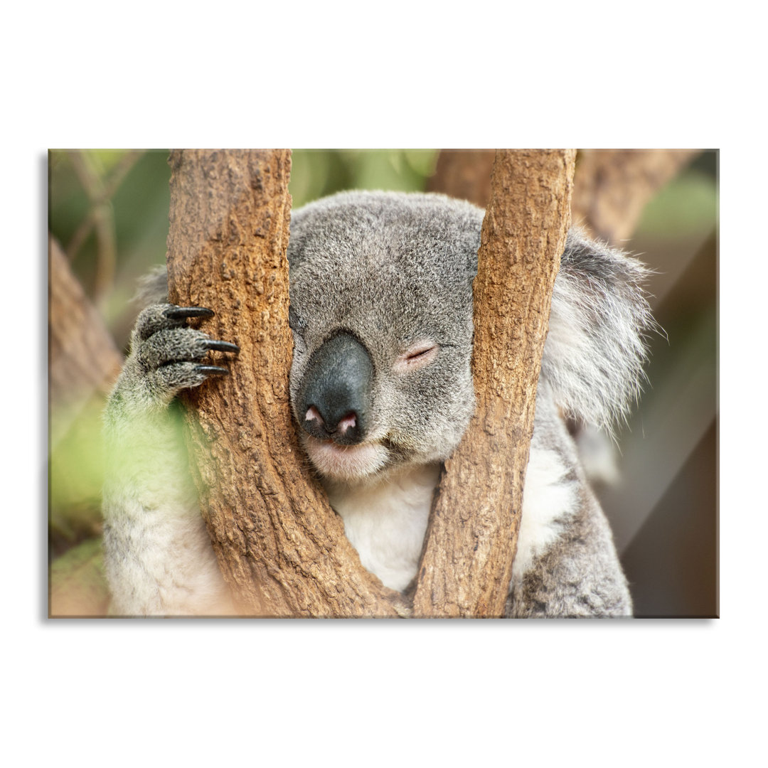 Fotodruck Koala schläft mit dem Kopf in einer Astgabel