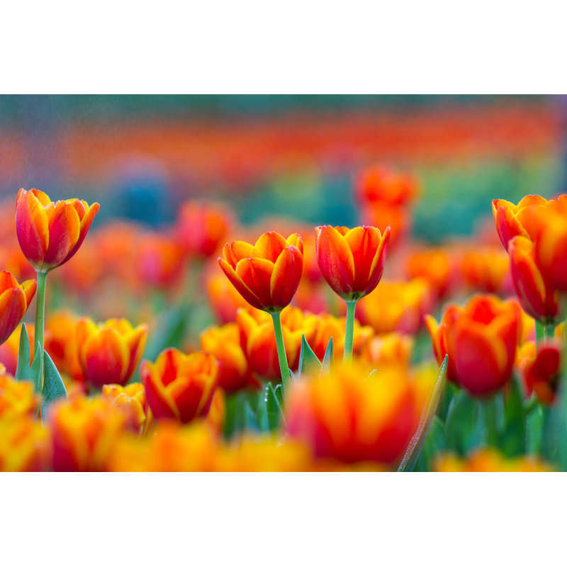 " Red And Yellow Tulips " by Pixynook, 8" H x 12" W  