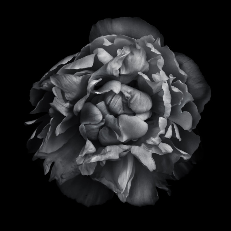 Black And White Camelia II - Wrapped Canvas Art Prints, 30cm H x 30cm W