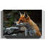Red Fox Photographic - Wrapped Canvas-19091681