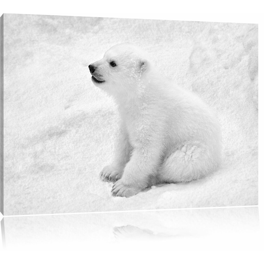 Leinwandbild „Niedliches Eisbär-Baby“, Fotodruck