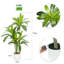 Anjely Faux Agave Plant-474197633