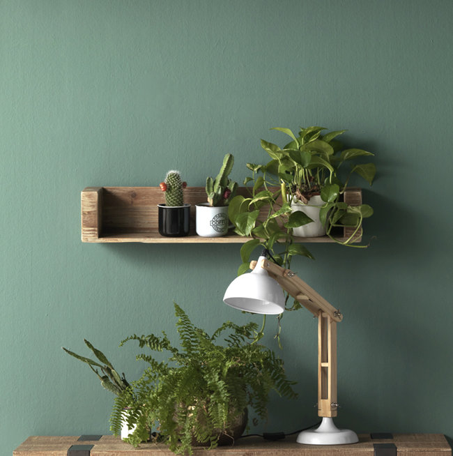 Cierra Spruce Solid Wood