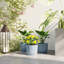 Pot Planter-409298705-409298707