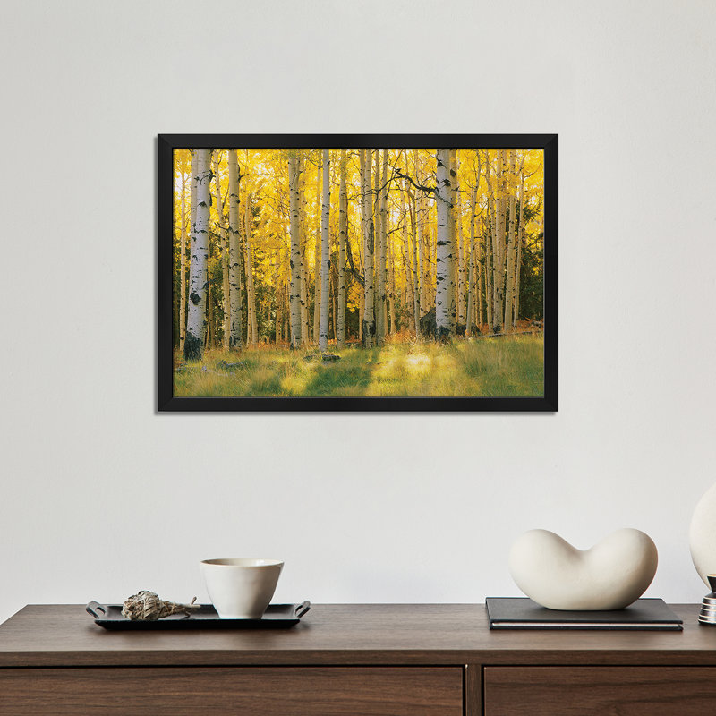 Aspen Trees In A Forest, Coconino National Forest, Arizona, USA, affiche encadrée par Panoramic Images, H 16 po x l 24 po
