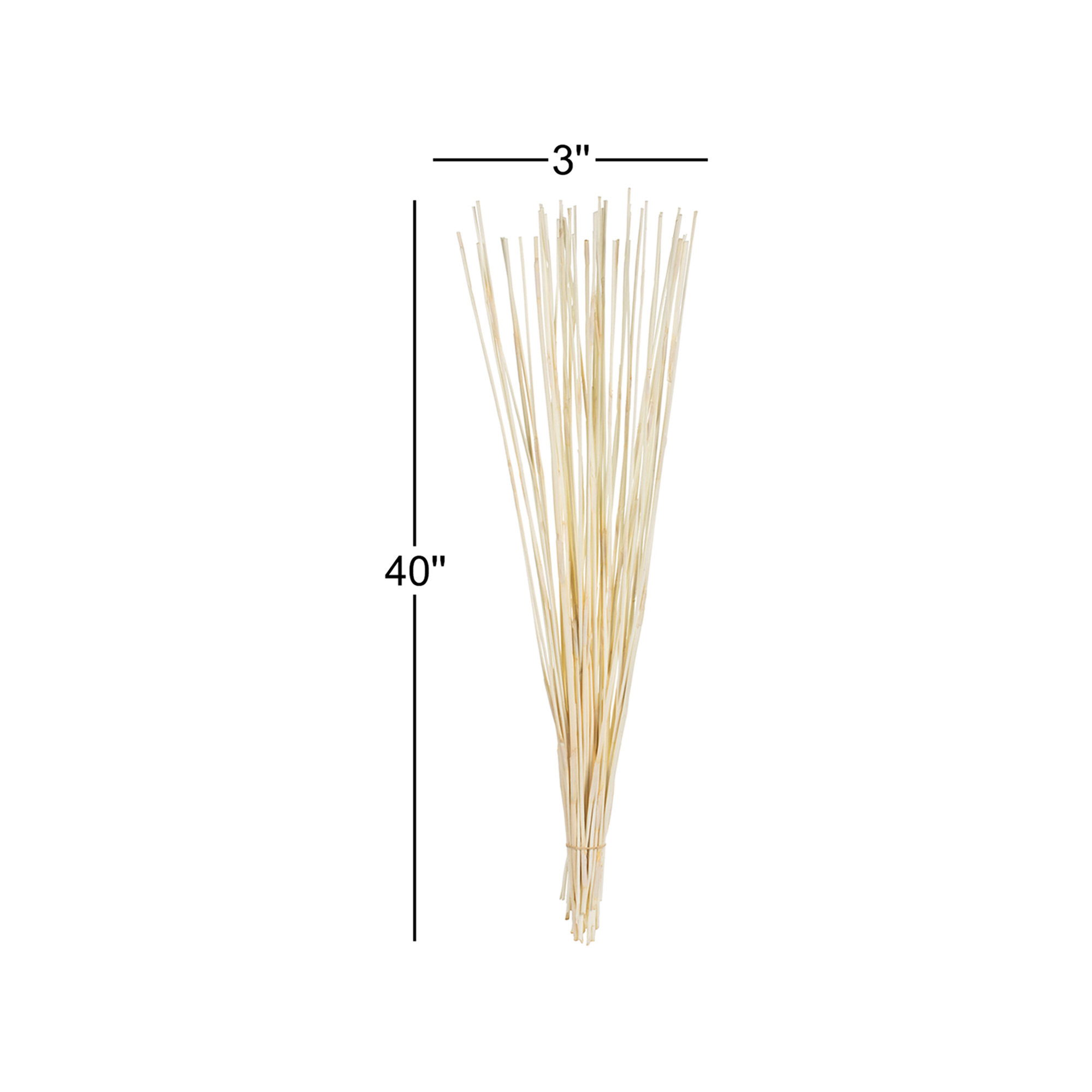 40" Elephant Reed, Dried, Bleached