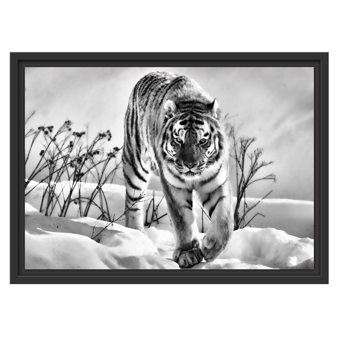 Gerahmtes Wandbild Tiger, Schnee