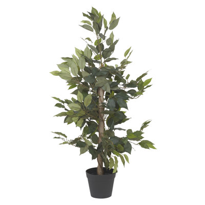 95cm Ficus Tree in Pot