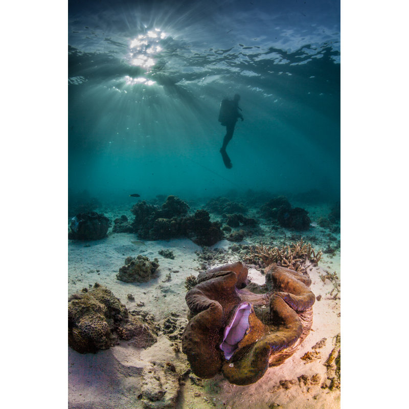 Diver And A Giant Clam by Paulbcowell - Wrapped Canvas Print, 46cm H x 30cm W