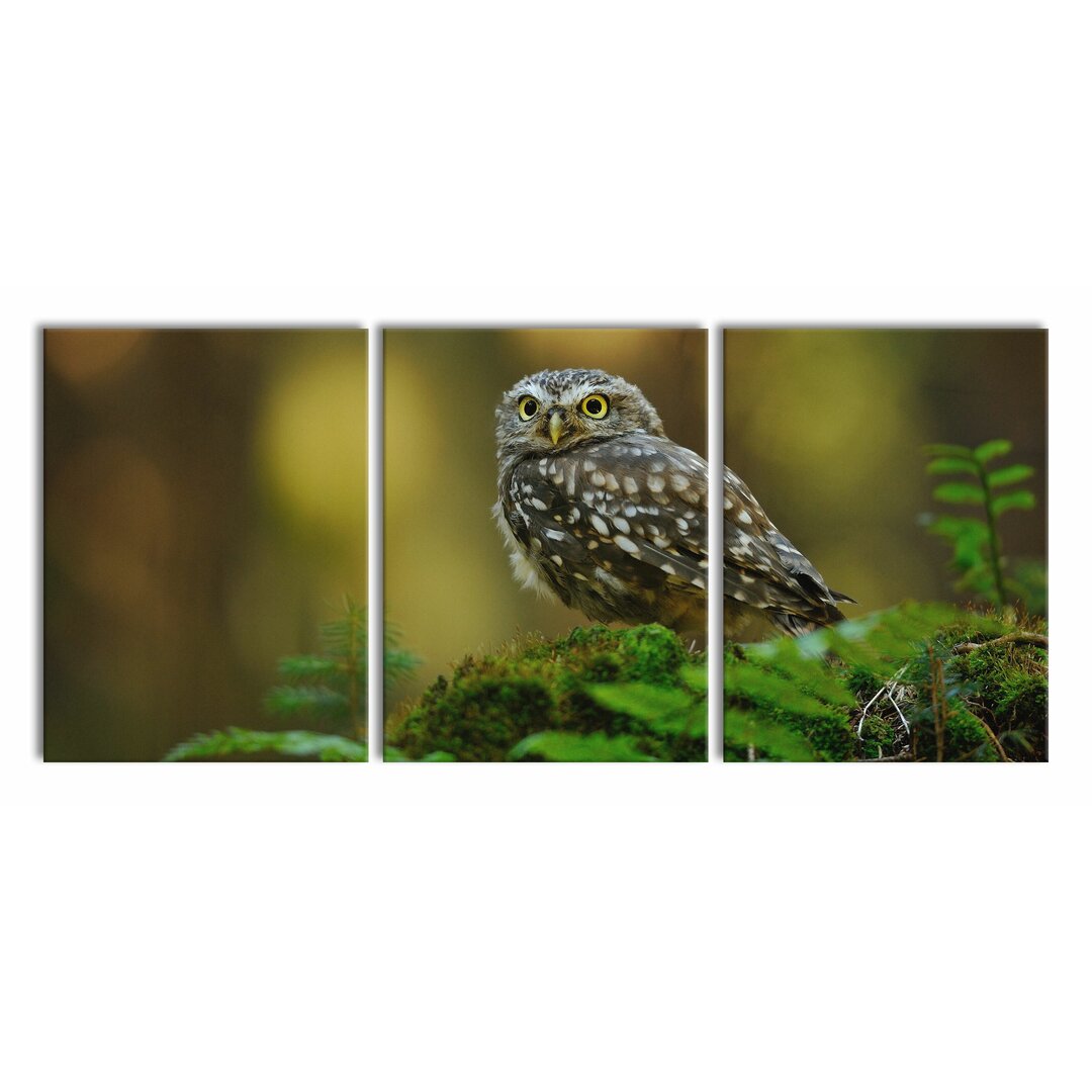 3-tlg. Leinwandbilder-Set Cute Baby Owl