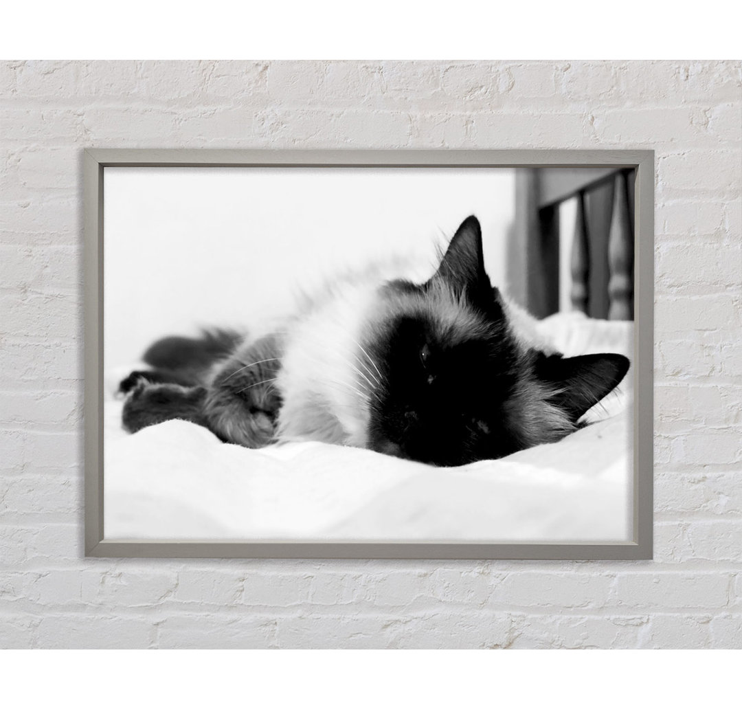 Its A Cats Life B N W - Einzelner Bilderrahmen Kunstdrucke auf Leinwand