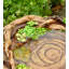 Bain d'oiseaux succulent
