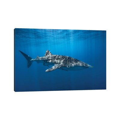 " Whale Shark In The Blue " by Barathieu Gabriel