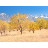 Bishop Autumn Pasture California Print by Bruce Heinemann