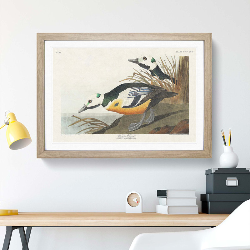 Western Ducks by John James Audubon - Framed Print, 27cm H x 36cm W x 2cm D, Oak Framed