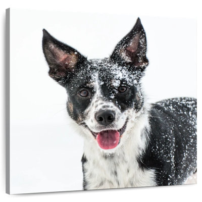 Brampt Snow Covered Border Collie