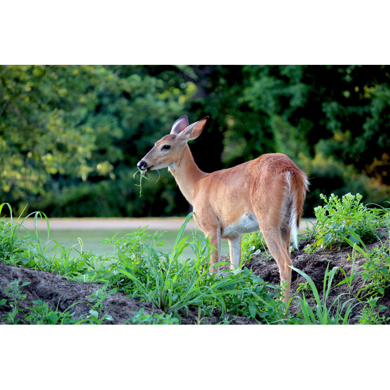 White-Tailed Doe - Wrapped Canvas Print, 30cm H x 46cm W