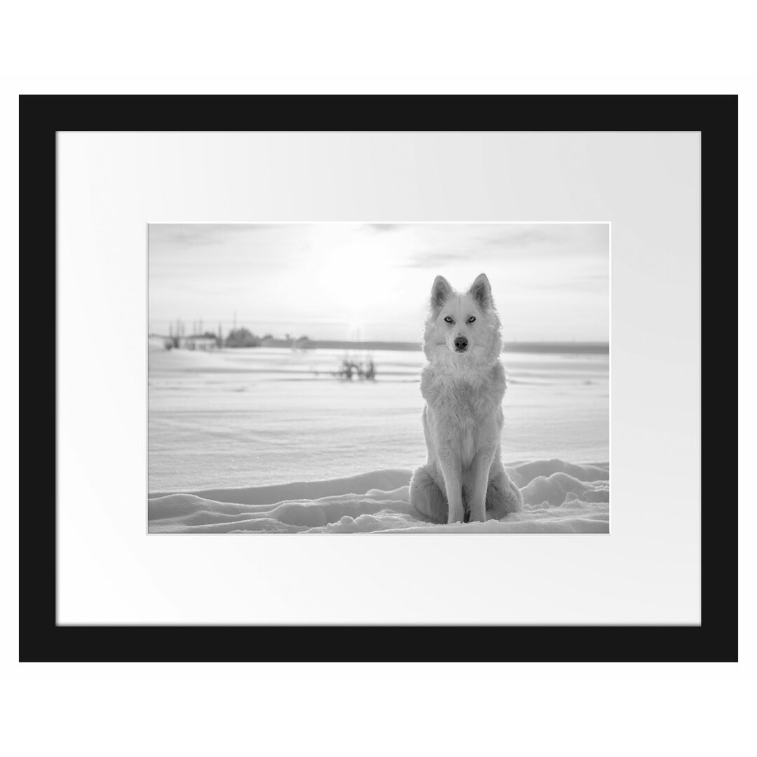 Gerahmtes Poster Weißer Wolf im Schnee