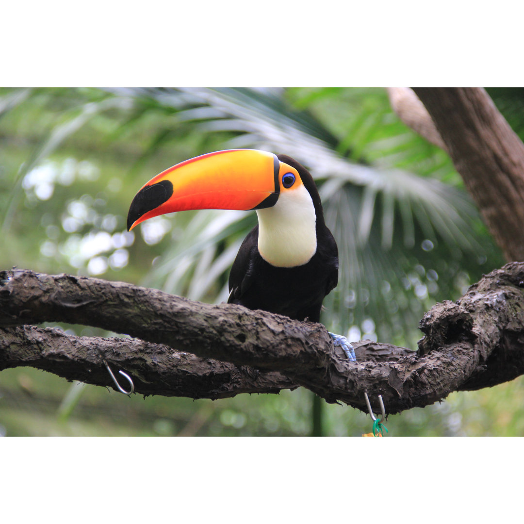 Gurtej Toucan On Branch - Print