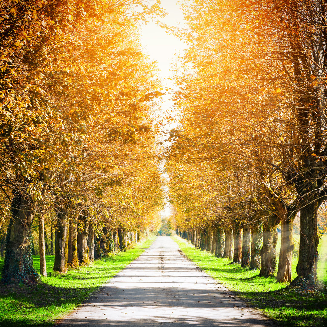 Country Road Tree von GregoryDUBUS - Leinwandbild auf Leinwand