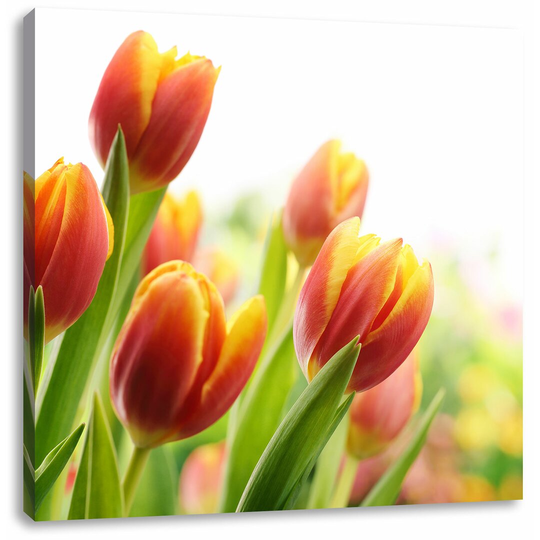 Leinwandbild Bunte Tulpenwiese