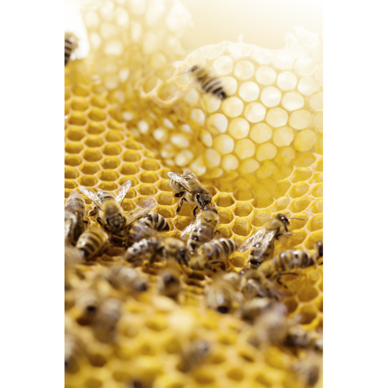 Bees Working on Honeycomb by Grafissimo, 36" H x 24" W