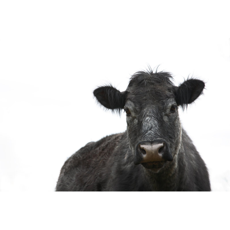 «Cow Angus» par Codyp photography, H 8 po x l 12 po