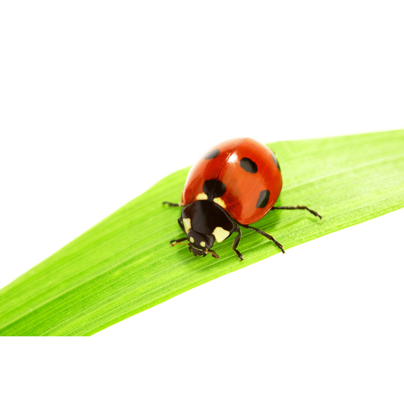 Coccinelle otoe sur l'herbe d'Ivanmikhaylov, H 8 po x l 12 po