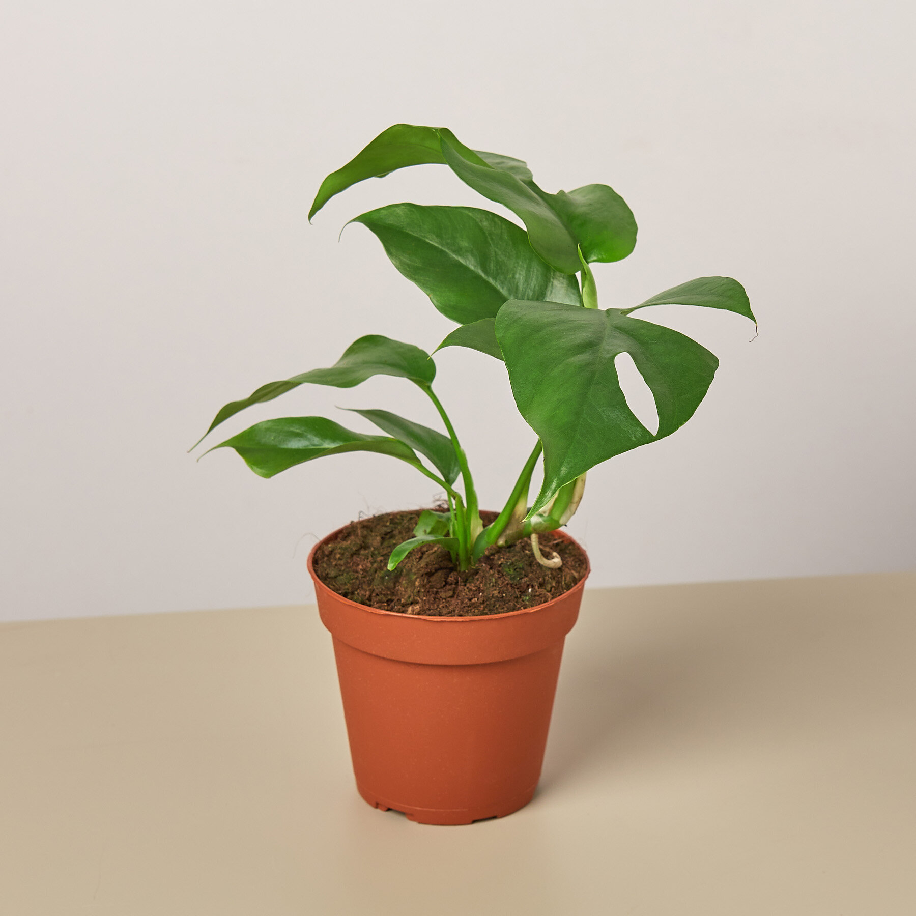 House Plant Shop Live Foliage Plant | Wayfair