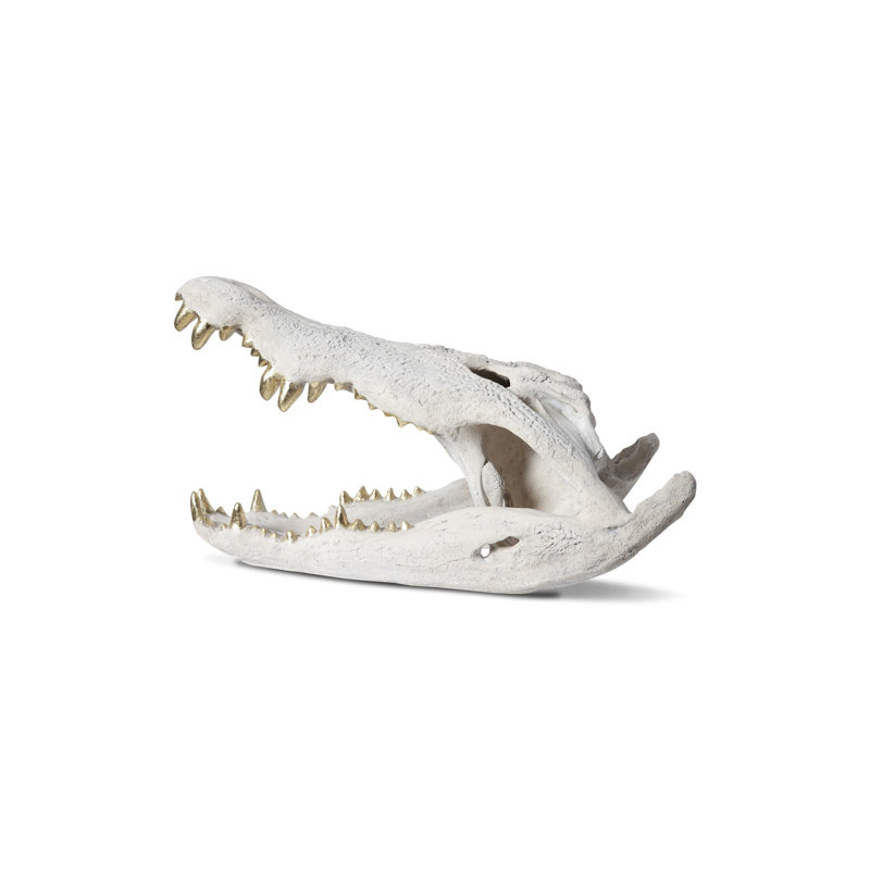 Dimensional Crocodile Skull