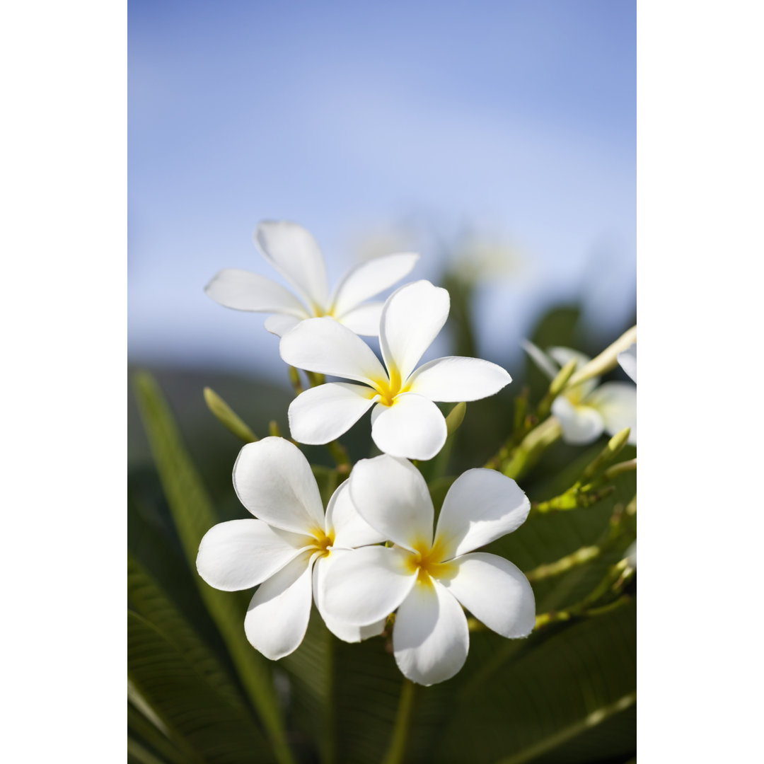 Frangipani In The Tropics von Stocknshares - Drucken