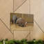 Art mural Aardvark creusant dans le sol-1120736751